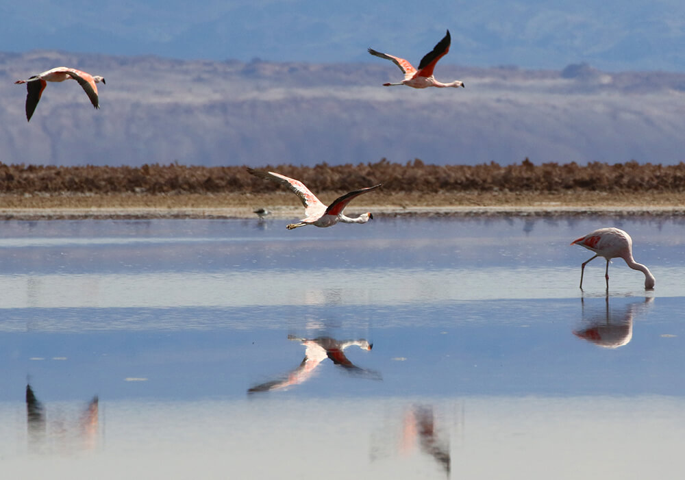 アタカマ塩湖内の一部に水が広がるチャクサ湖にフラミンゴが飛来する（チリ北部アントファガスタ州）